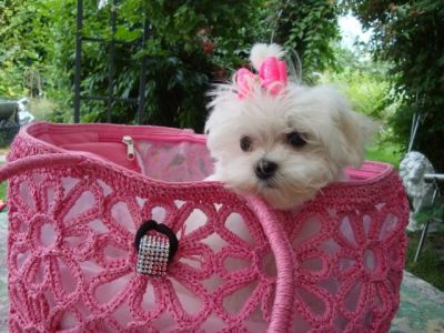 Cute Maltese Puppies For Adoption