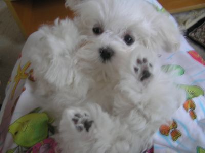  Adorable AKC registered maltese puppy