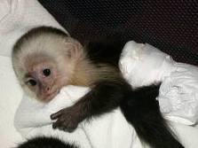 KID-FRIENDLY PET CAPUCHIN MONKEY FOR ADOPTION