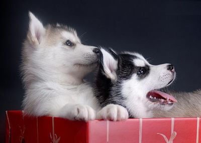 Gorgeous Siberian Husky Puppies For Good Home