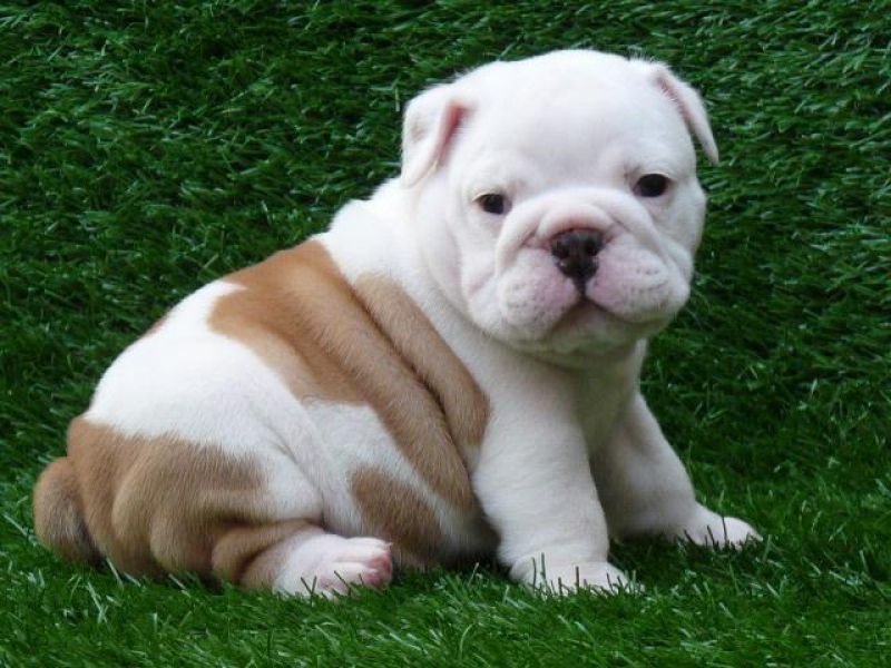 English bulldog puppies for adropion 