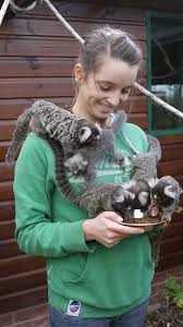 Exotic Pets: Monkey for sale