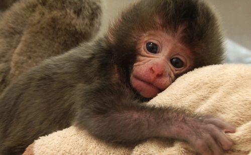 Cute capuchin monkeys ready for sale
