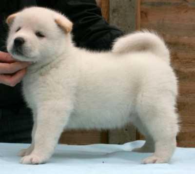 AKC registered male and female Akita Inu  puppies for sale