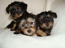 Excellent  Teacup Yorkie Puppies For Free Adoption