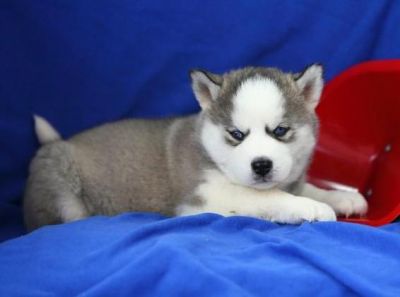 Adorable Siberian Husky Puppies for new home 