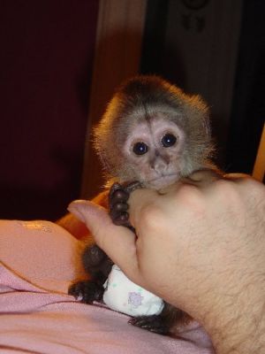 Baby Capuchin and Marmoset monkeys. 