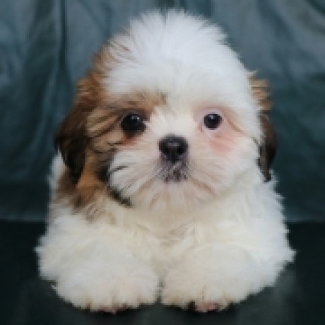 Lovely Shih tzu Puppies