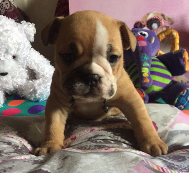 Stunning English Bulldogs Champion Bloodlines
