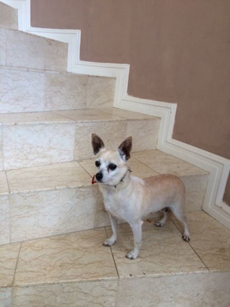 Chocolate and white chihuahua  puppies 12weeks