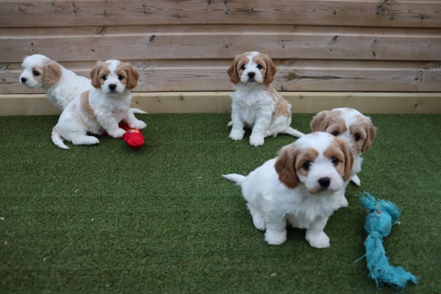Beautiful cavachon puppies 