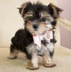 Lovely Yorkie Puppies for sale