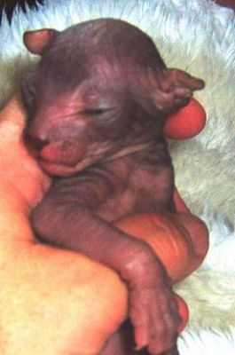 HAIRLESS Don Sphynx and Peterbald KITTENS