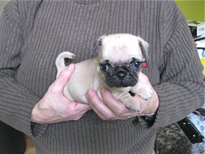Pug Puppies Purebred CKC Registered ((( TWO MALES LEFT FROM Oct 19th LITTER ))) $500.00 up