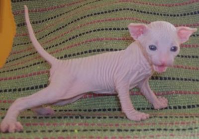 HAIRLESS Don Sphynx & Peterbald KITTENS
