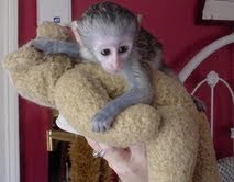 cute baby capuchin monkeys ready to go now