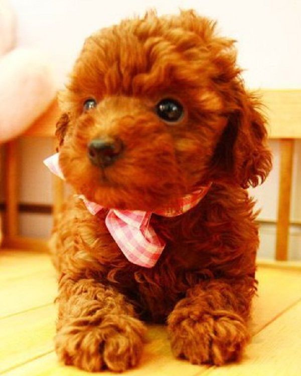 Toy Poodle Puppies For Sale