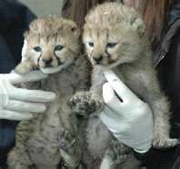 Well Tamed Cheetah cubs,Tiger Cubs and Fennec Fox For Sale
