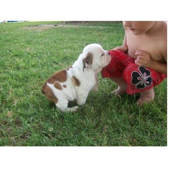 Xmas English Bulldog Puppies text at (707) 702-8284