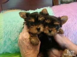 baby puppies available for free to you now.