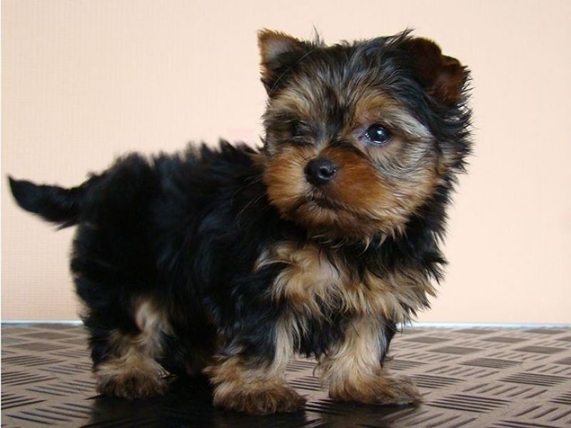 Excellent Tea-Cup Size Yorkie Puppies