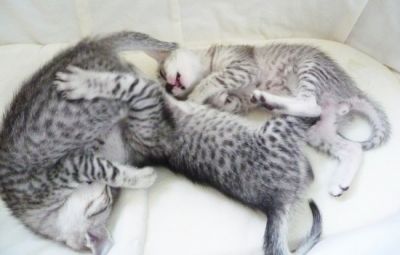 Beautiful Pedigree Egyptian Mau Kittens For Sale
