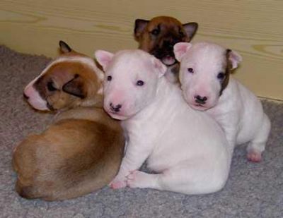 Bull Terrier Puppies