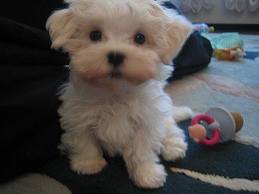   gorgeous male and female maltese puppies for Adoption.