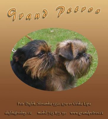 Puppies of Griffons and Brabancons