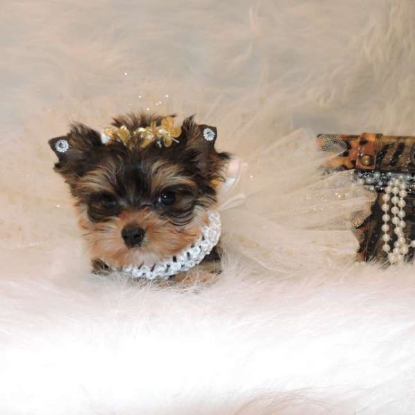 Gorgeous Male and Female Teacup Yorkie Puppies For Rehoming