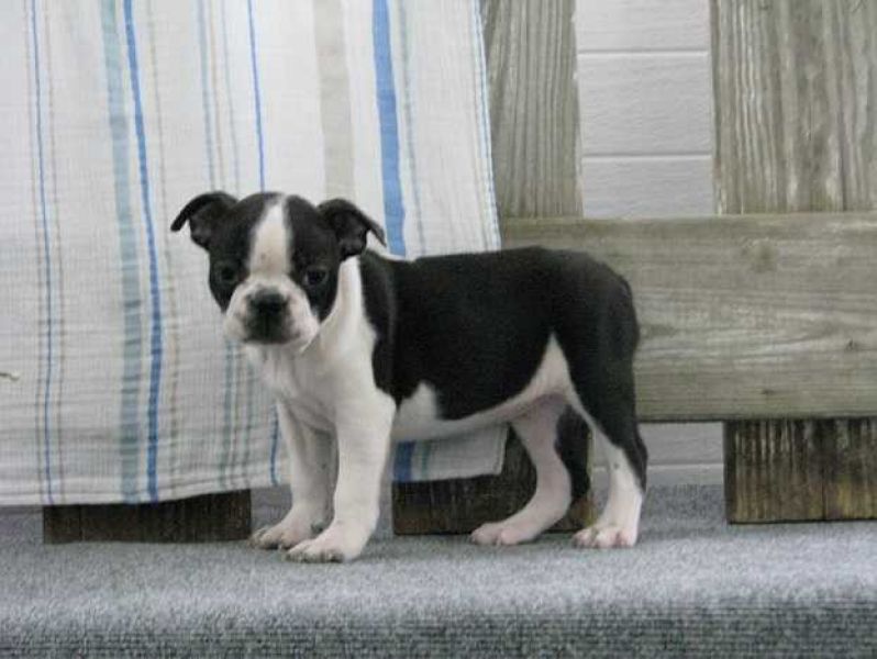 Boston Terrier Puppies (CKC Reg'd)