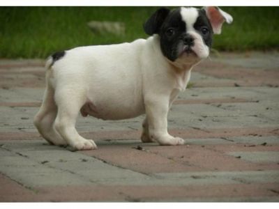 Super mini french bulldog puppies