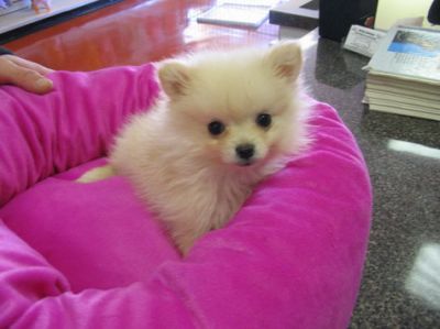adorable tea Pomeranian  puppies for free adoption...