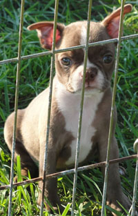 Our boston terrier puppies are for sale