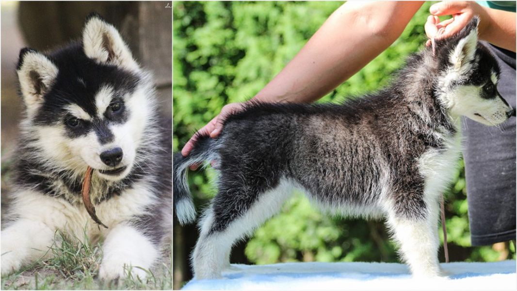 FCI registered Siberian husky puppies