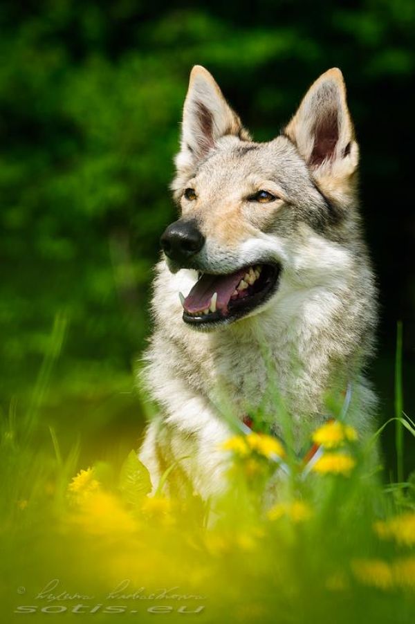 Czechoslovakian Wolfdog with pedigree