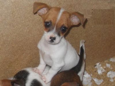 Chihuahua X Minature Jackrussell Puppies