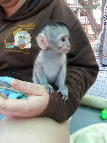 Finger Marmoset & Capuchin Monkeys For Sale.