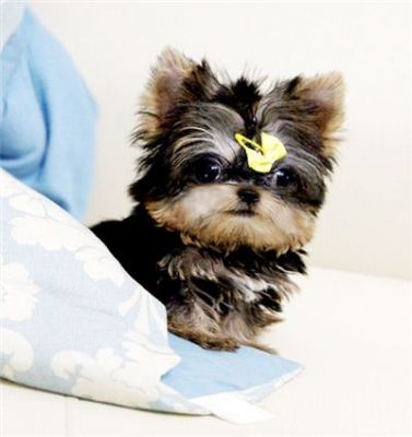 Teacup Yorkshire Terrier For Adoption 