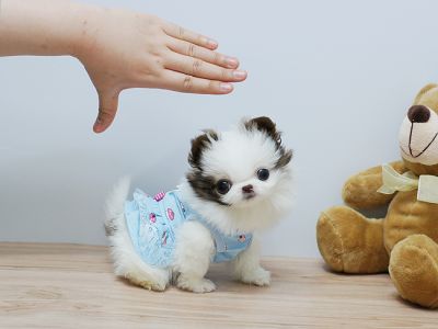 Cute and Adorable AKC Pomeranian Puppies for free Adoption