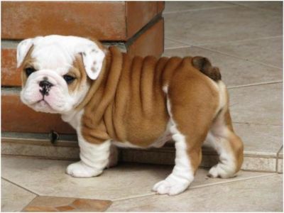 Adorable English Bulldog Puppies for adoption