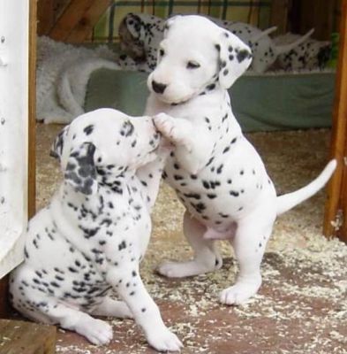 Dalmatian-puppies-for-sale.
