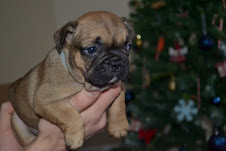 Adorable male and female english Bull Dog Puppies for Adoption