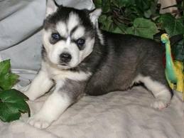 AKC Blue Eyed Siberian Husky puppies