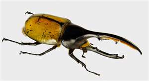 SOUTH AMERICA INSECT FOR SALE