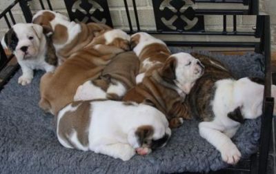 HEALTHY BULLDOG PUPPIES LOOKING FOR NEW HOME