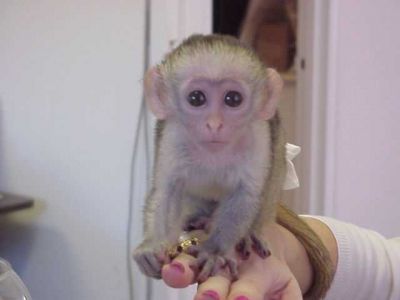 Amazing baby Capuchin Monkeys text (804) 381-0921