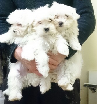 Magnificent Maltese.....(1 Female/1 Male).