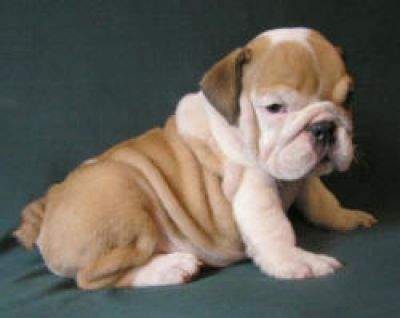 Adorable English Bulldog pups ! CKC registered