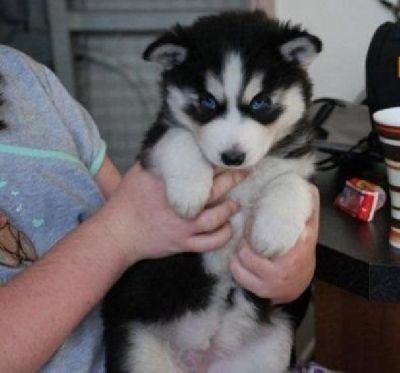 Cute siberian husky puppies for- re-home